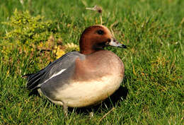 Image of Eurasian Wigeon