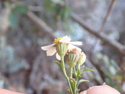 Imagem de Perityle coronopifolia A. Gray