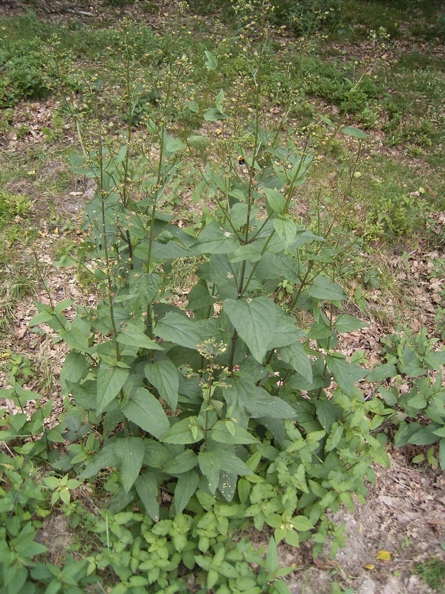 Imagem de Scrophularia nodosa L.