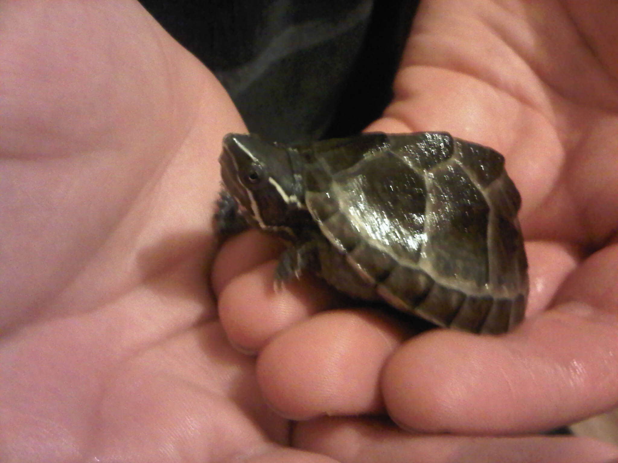 Image of Common Musk Turtle