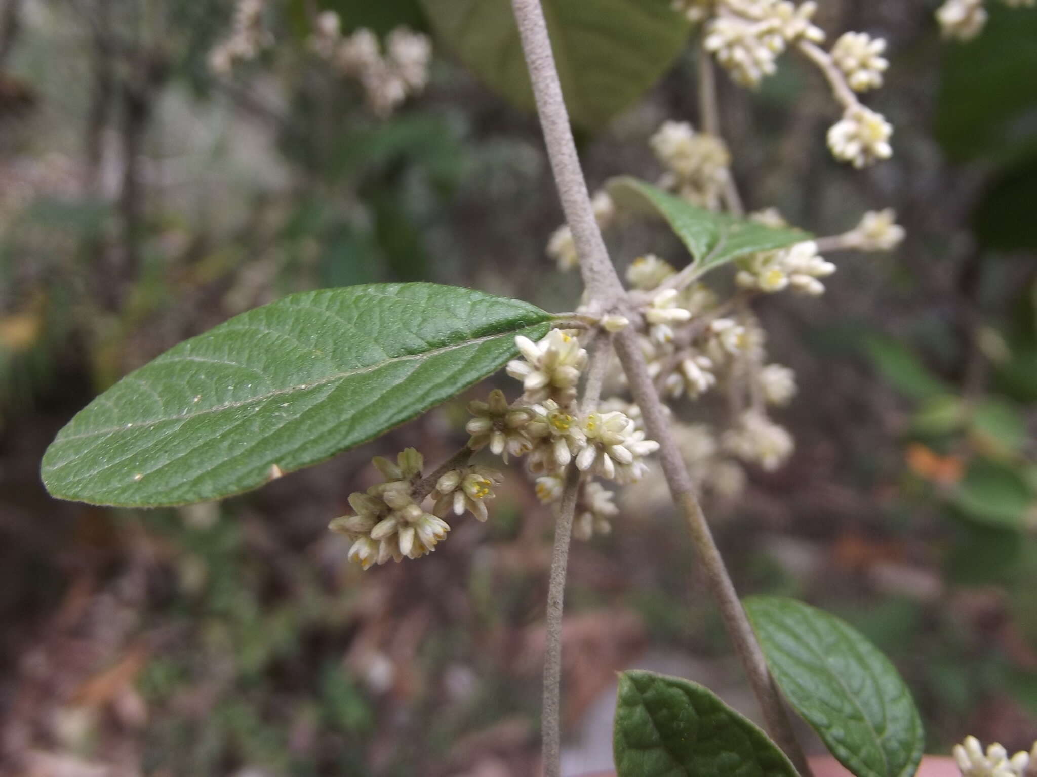 Image de Iresine orientalis G. L. Nesom