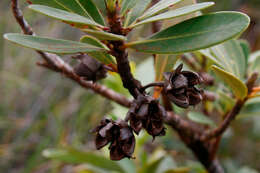 Imagem de Xanthostemon aurantiacus (Brongn. & Gris) Schlechter