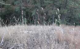 Image of sand bluestem