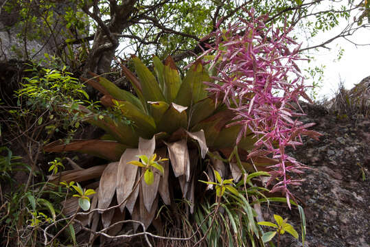 Imagem de Tillandsia australis Mez