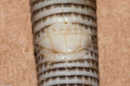 Image of Mertens'  Worm Lizard