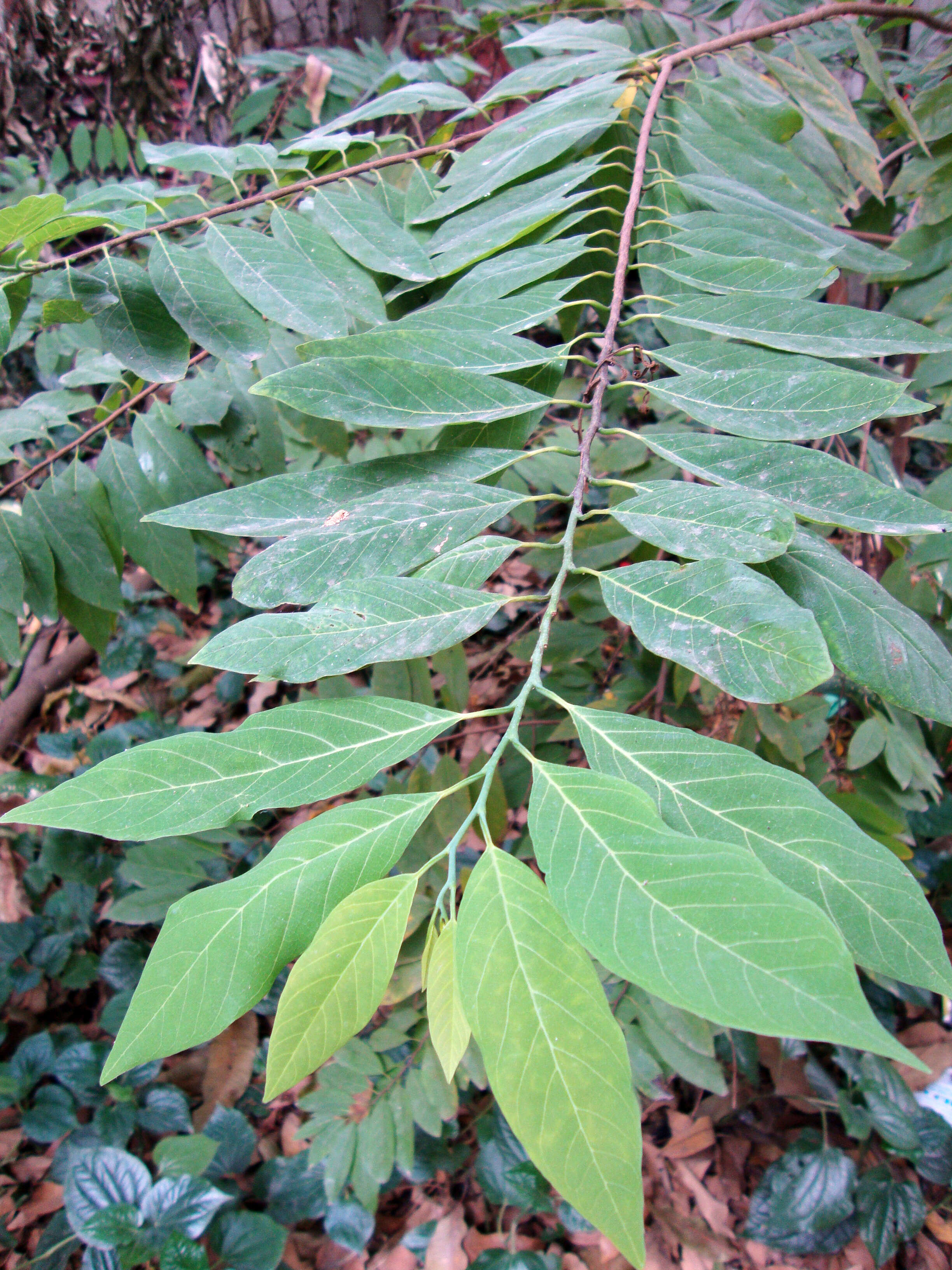 Image of sugar apple