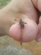 Image of Striped Bark Scorpion