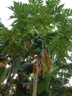 Image of papaya