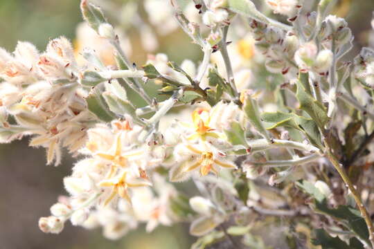 Image of Jacksonia floribunda Endl.