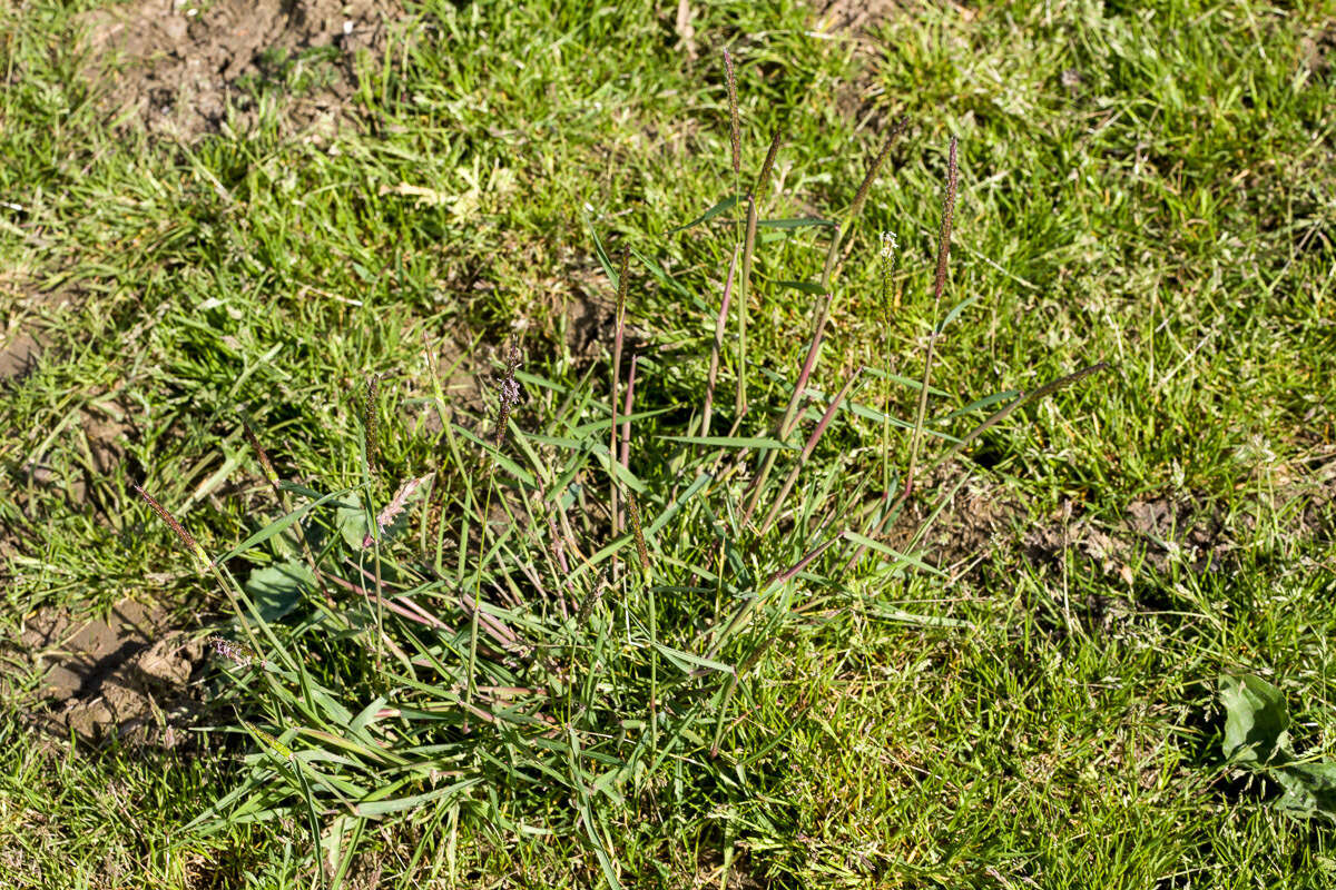 Image of black-grass