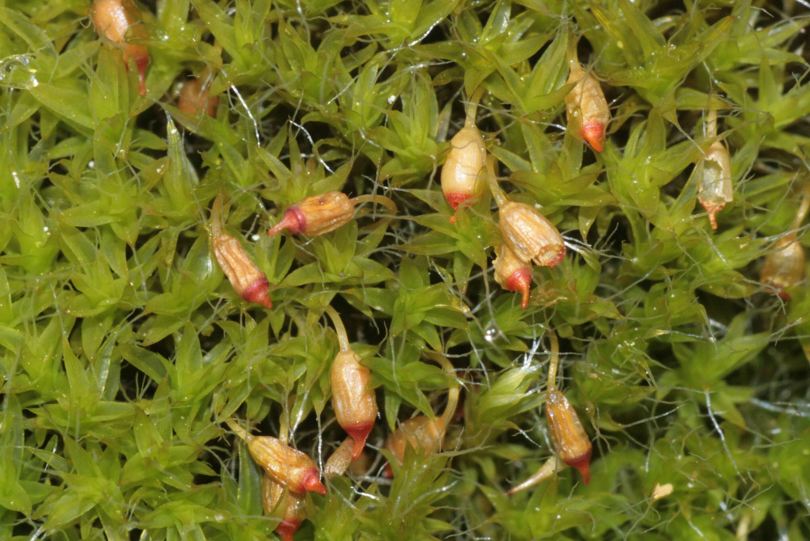 Image of pulvinate dry rock moss