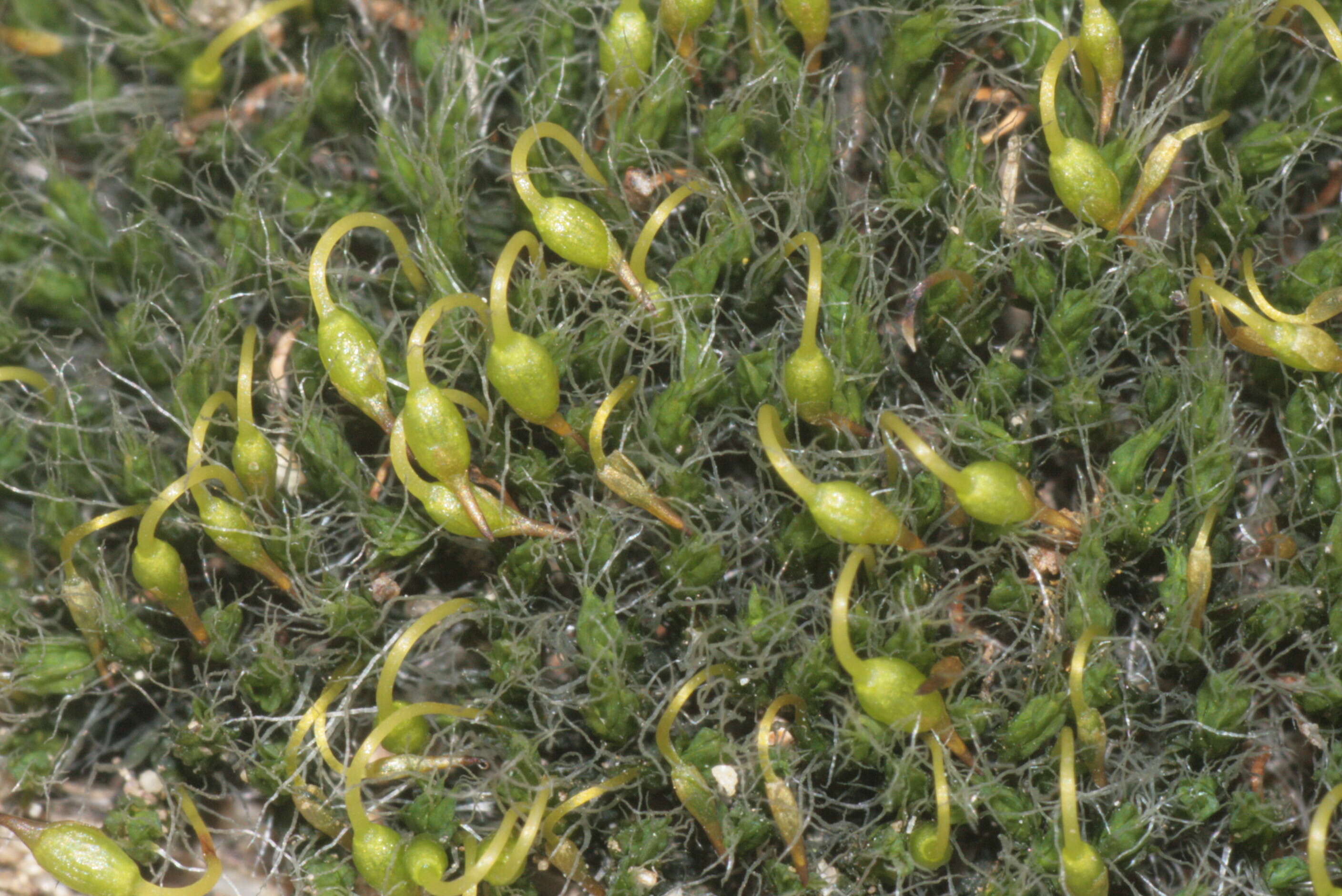 Image of pulvinate dry rock moss