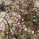 Image of Boronia filifolia F. Müll.