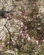 Image of Boronia filifolia F. Müll.