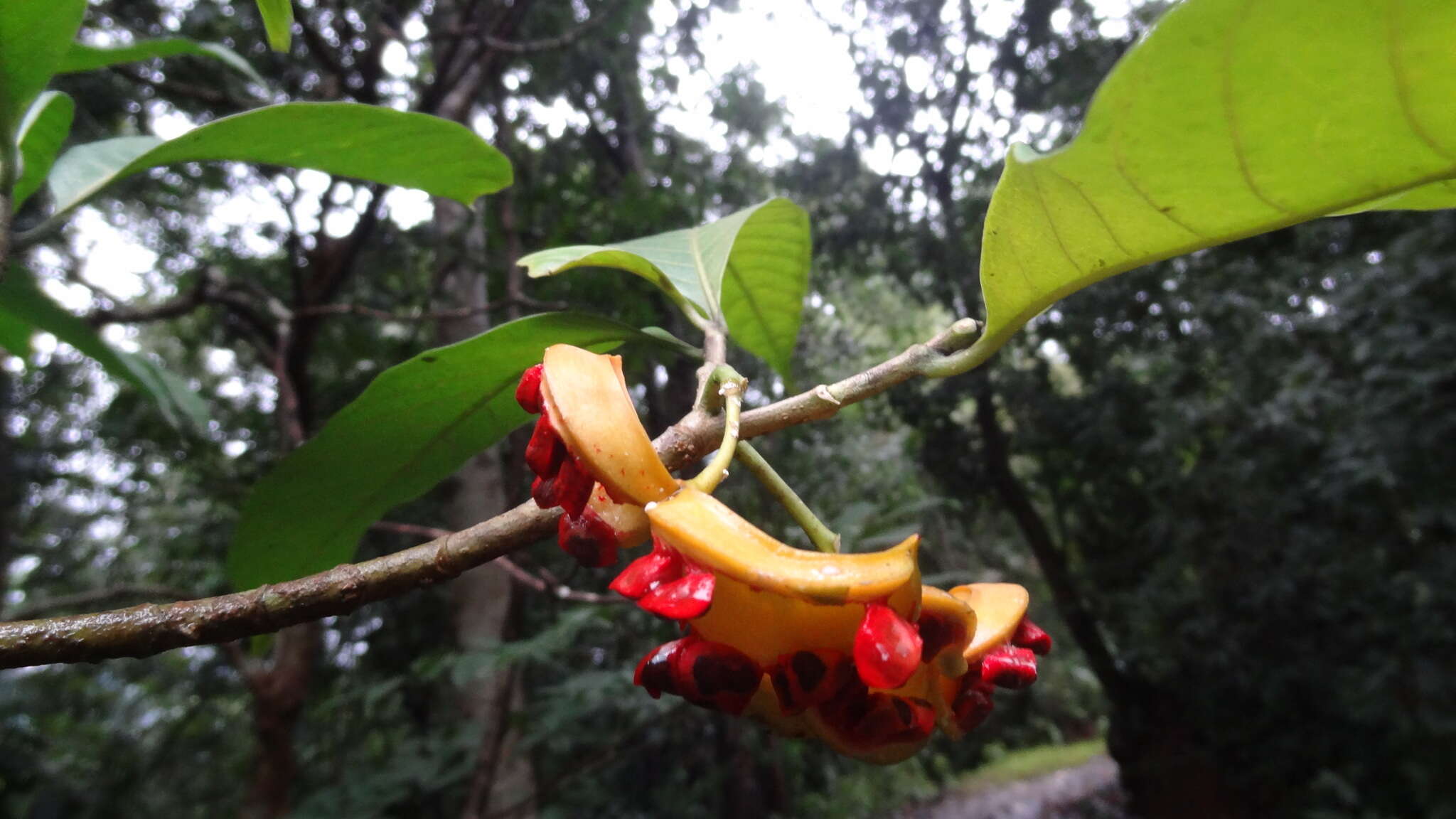 Sivun Tabernaemontana alternifolia L. kuva