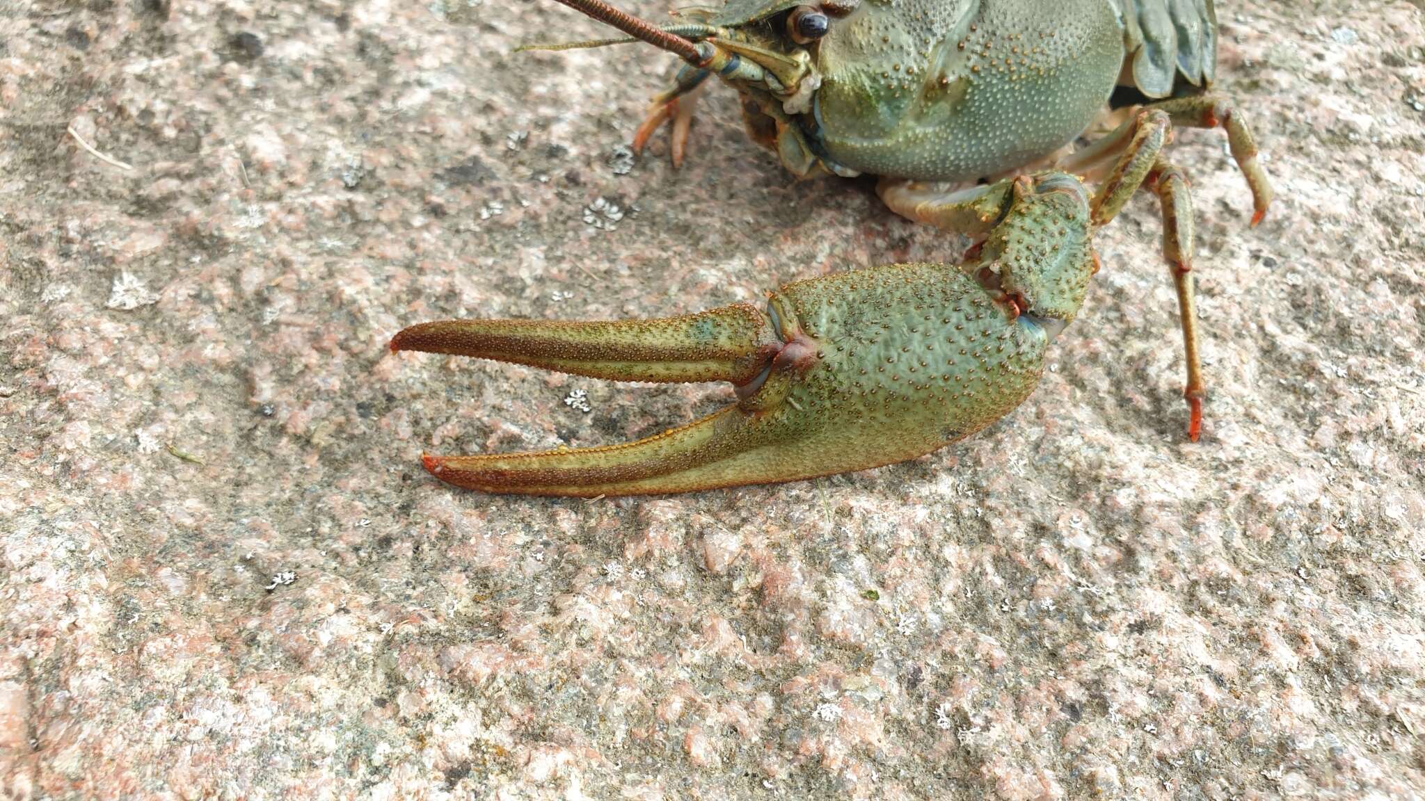 Image of Pontastacus leptodactylus (Eschscholtz 1823)