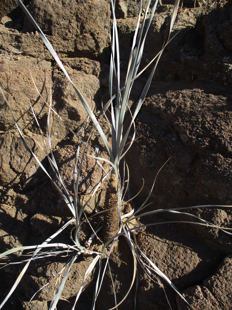 Image of Xerophyta hirtiflora Behnke & E. Hummel