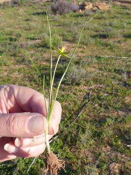 Image of Pauridia serrata subsp. serrata