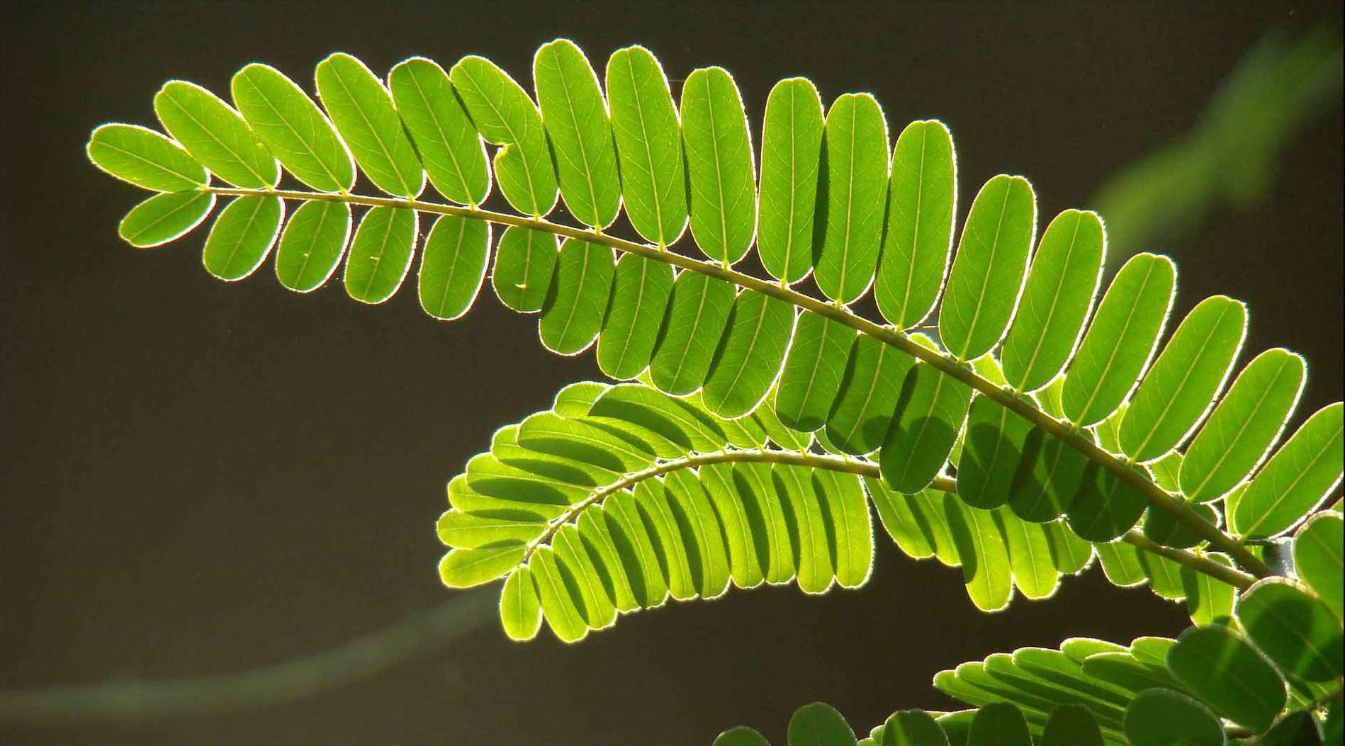 Слика од Sesbania grandiflora (L.) Pers.