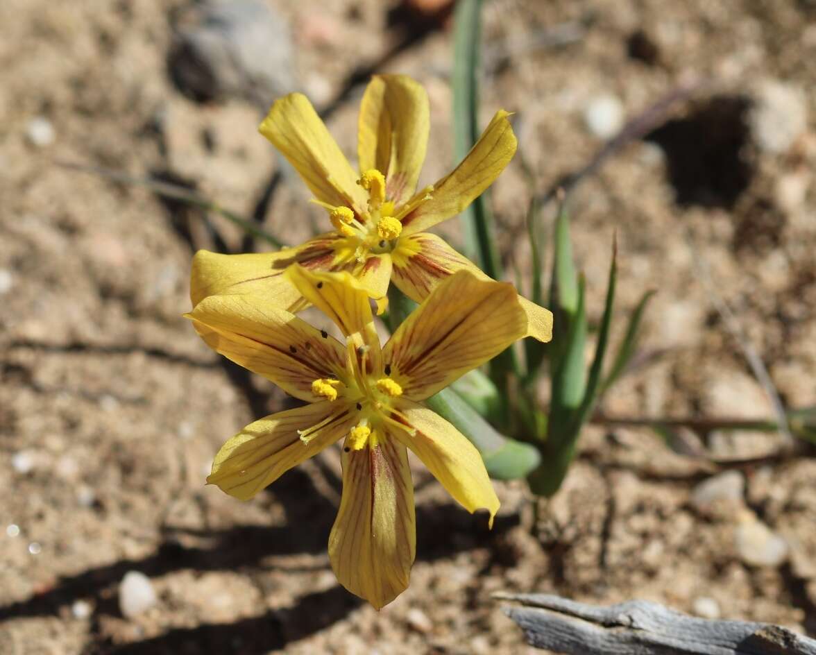 Image of Moraea maximiliani (Schltr.) Goldblatt & J. C. Manning