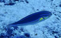 Image of Blue-lined wrasse