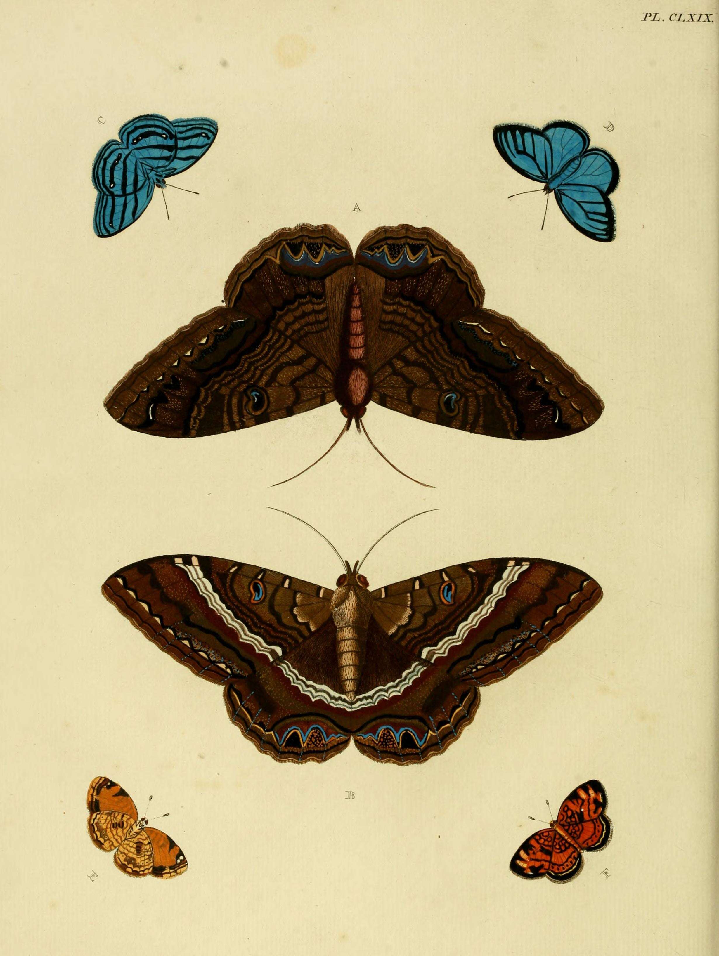 Image of Pearl Crescent