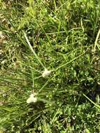 Image of Cyperus sesquiflorus subsp. sesquiflorus
