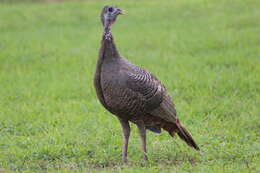 Imagem de Meleagris gallopavo osceola Scott 1890