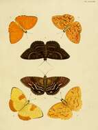 صورة Phoebis philea (Linnaeus 1763)