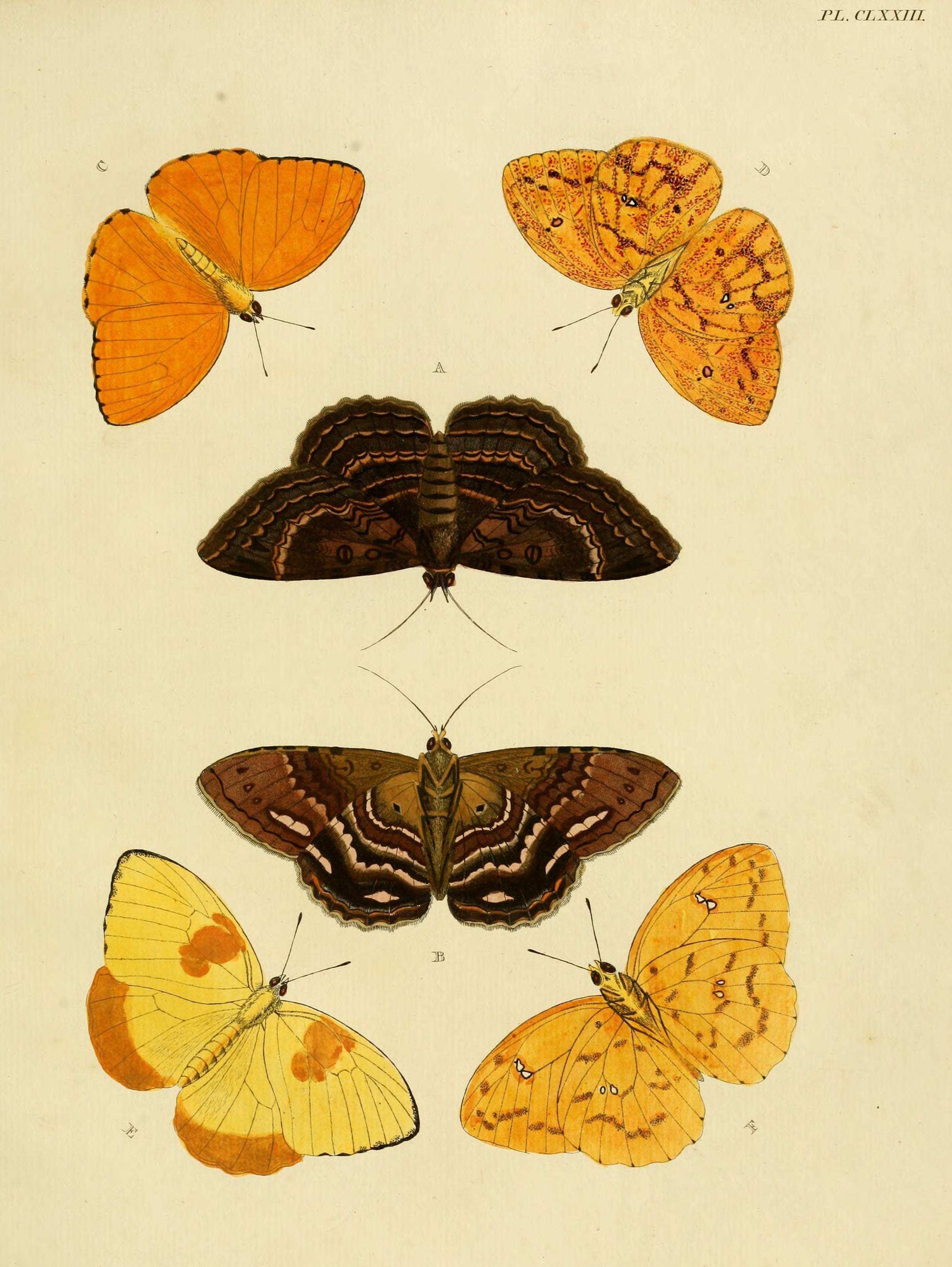 صورة Phoebis philea (Linnaeus 1763)