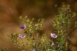 Image of Nierembergia linariifolia R. Grah.