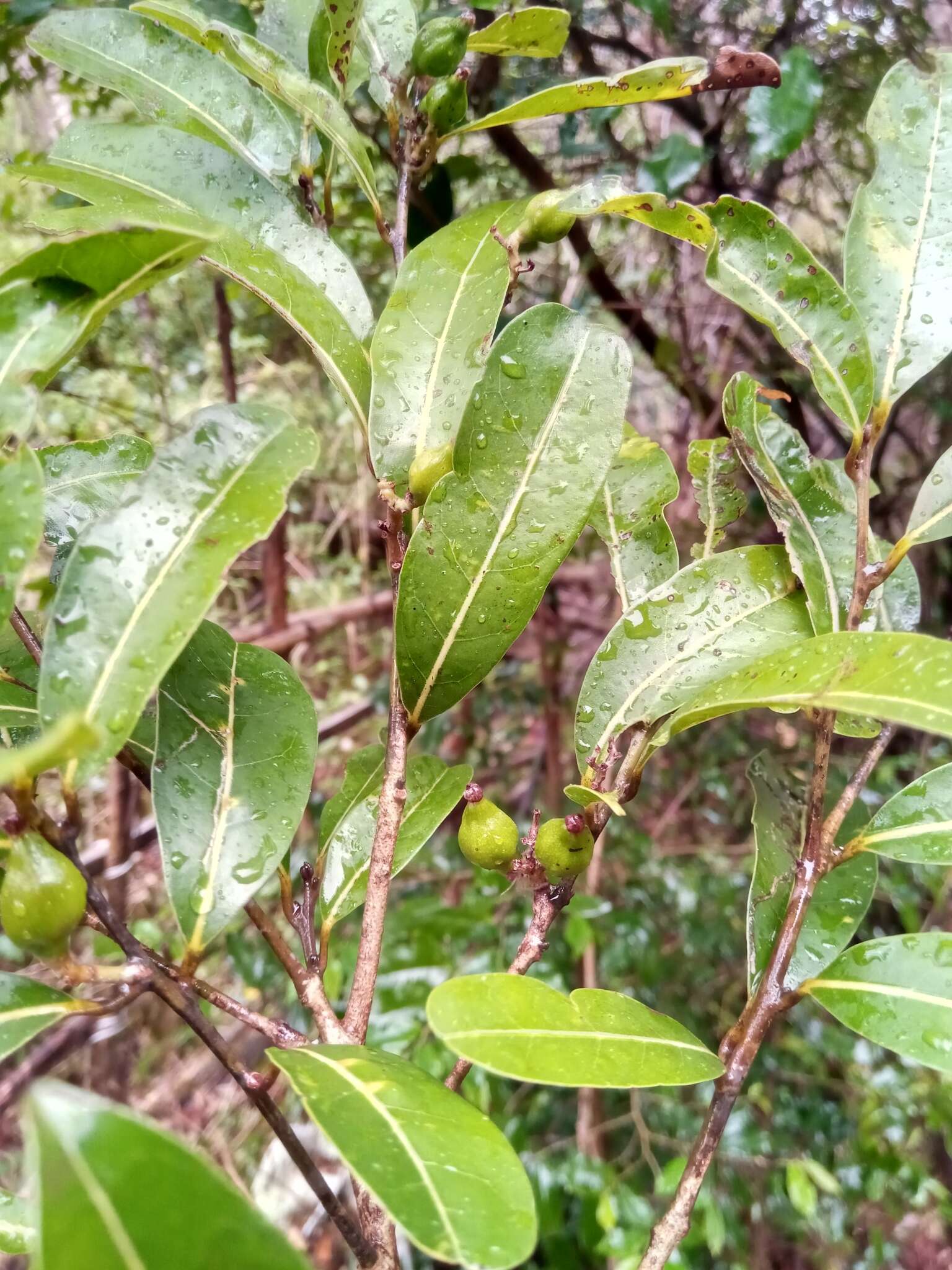 صورة Cryptocarya pauciflora Baker