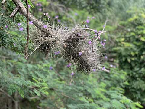 Image of Tillandsia mallemontii Glaz. ex Mez