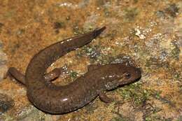 Image of Black mountain salamander