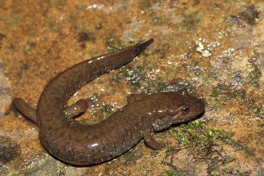 Sivun Desmognathus welteri Barbour 1950 kuva