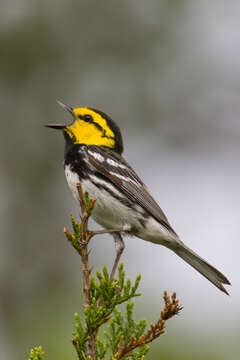 Image of Golden-cheeked Warbler