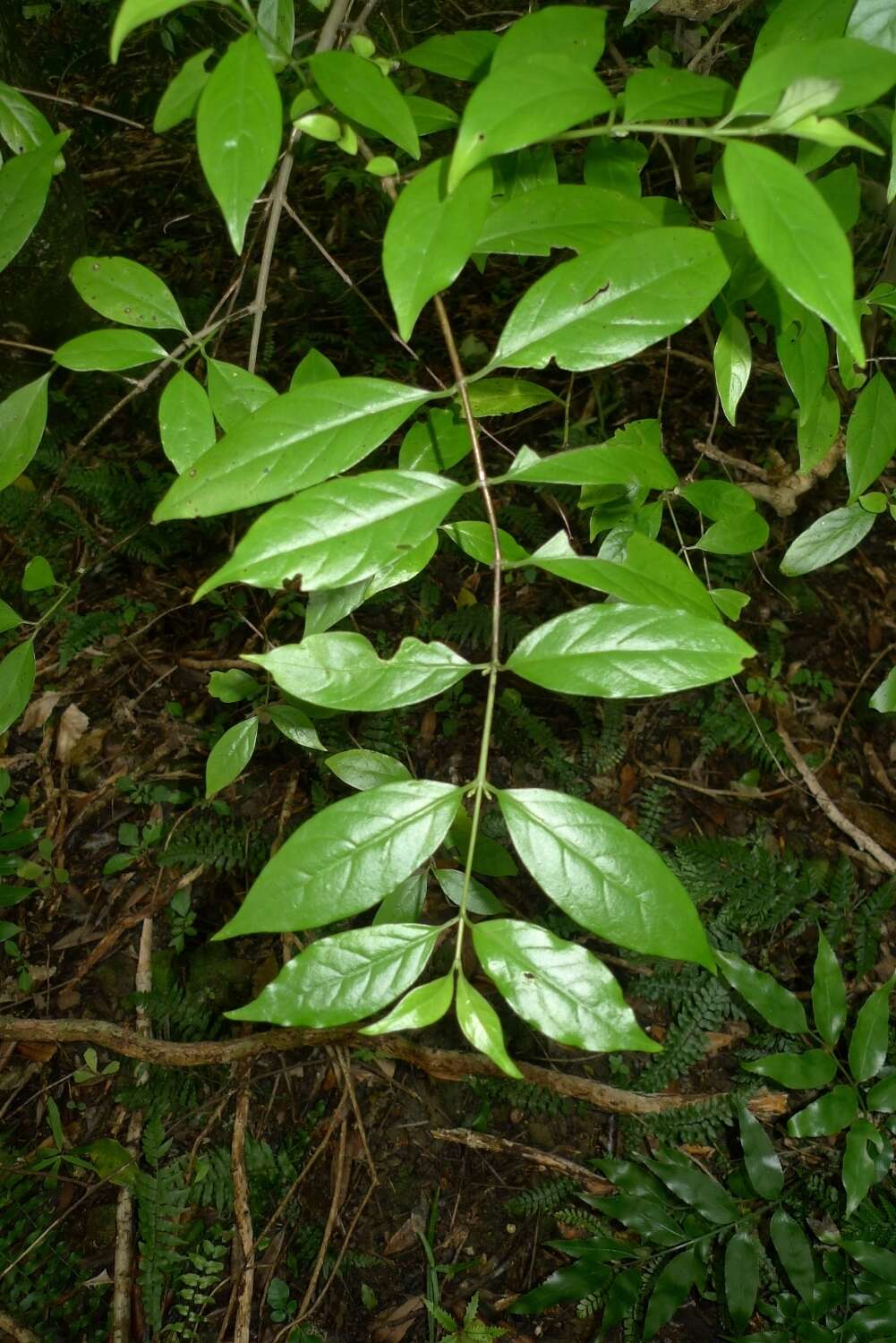 Imagem de Geniostoma rupestre var. ligustrifolium (Cunn.) B. J. Conn