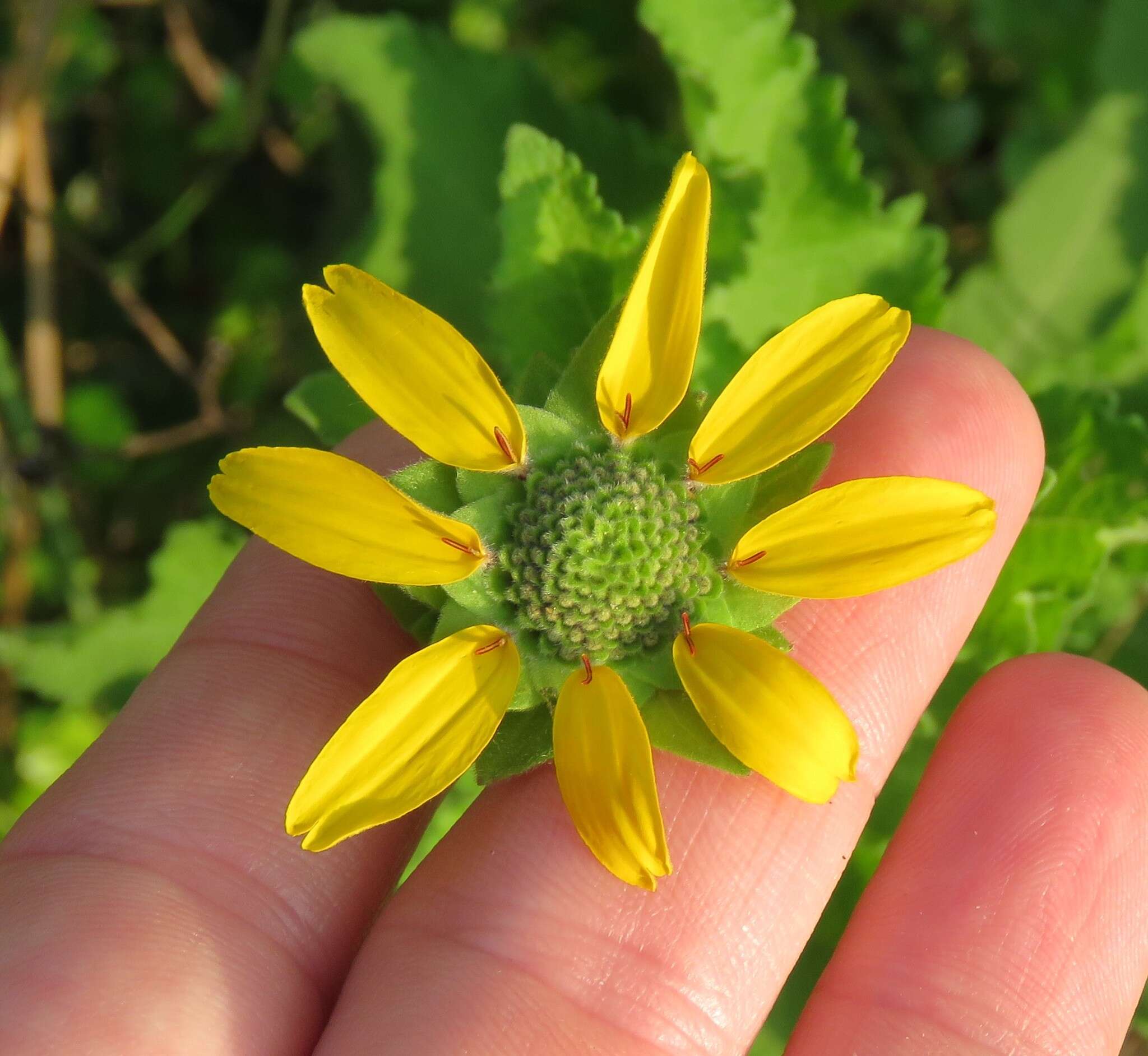 Image of Texas greeneyes