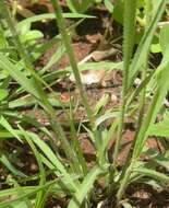 Image of Hairy Panic Grass