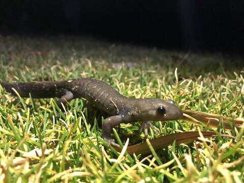 Plancia ëd Ambystoma jeffersonianum (Green 1827)