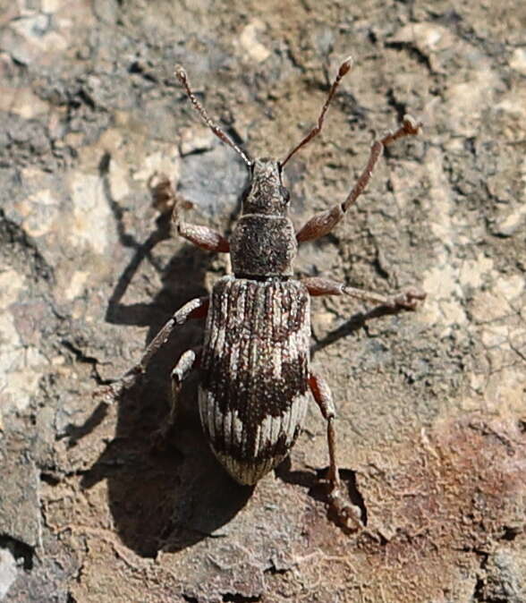 Polydrusus (Polydrusus) tereticollis (De Geer 1775) resmi