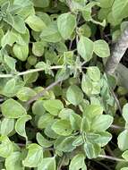 Image of Plectranthus lasianthus (Gürke) Vollesen