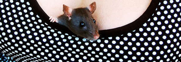 Image of Rattus norvegicus f. domestica