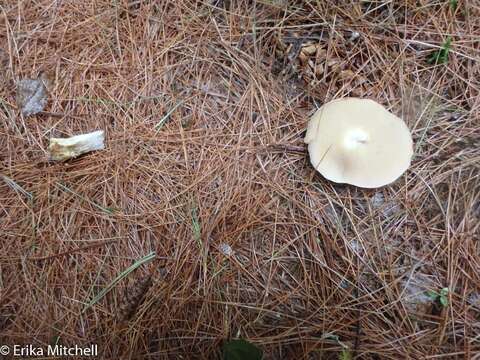 Image of Slippery white bolete