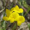 Lotus corniculatus subsp. corniculatus resmi