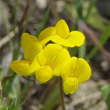 Image de Lotus corniculatus subsp. corniculatus