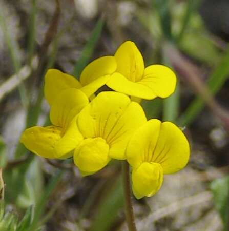 Lotus corniculatus subsp. corniculatus resmi