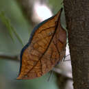 Image of Sahyadri blue oakleaf