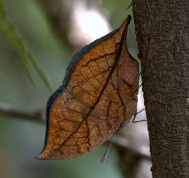 Image of Sahyadri blue oakleaf