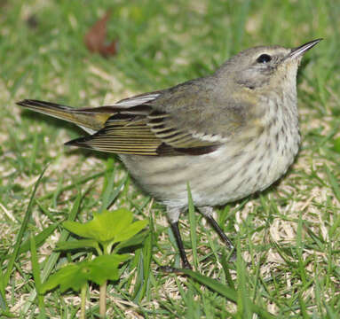 Image of Cape May Warbler